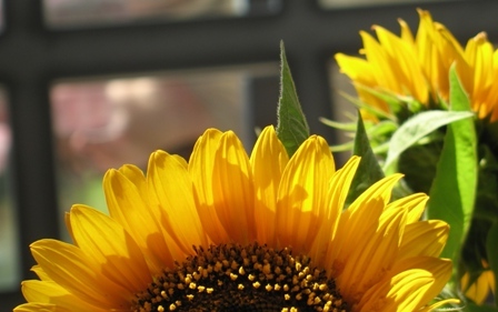 sonnenblumen3
